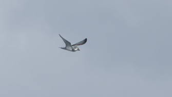 Sailing a brave South Atlantic by Jordi Plana Morales