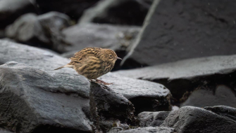 South Georgia Salisbury Plain and Prins Olav Harbour Jordi Plana Morales