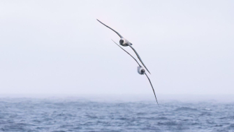 Drake Passage Bark EUROPA Jordi Plana Morales