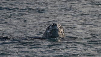 South Shetland Island Jordi Plana Morales Bark EUROPA