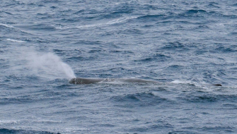 Sperm Whale 1 ©Dan Baxter