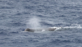 Spermwhale by Dan Baxter 