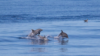 Dan Dolphins Azores abigail smyth