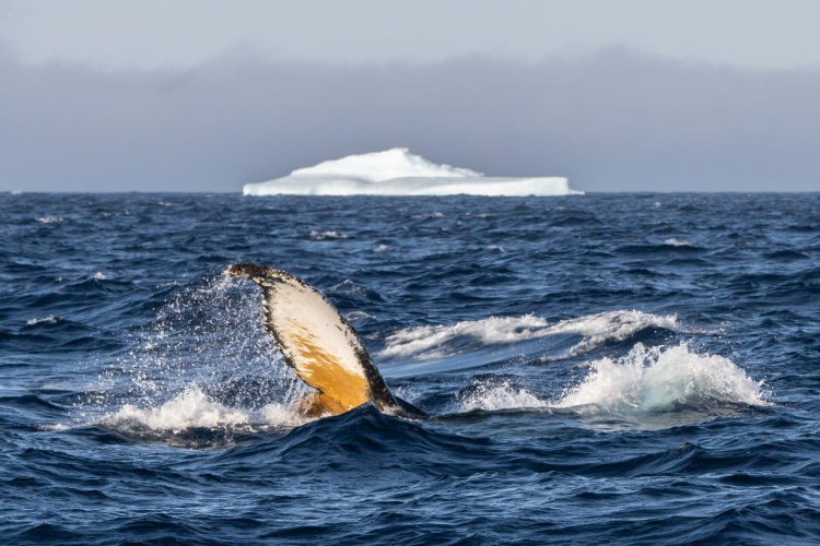 Bransfield Strait and getting into the Antarctic Sound by Jordi Plana Morales