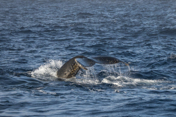 Bransfield Strait and getting into the Antarctic Sound by Jordi Plana Morales