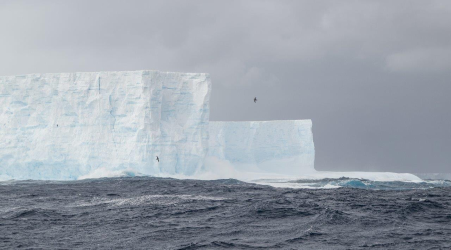 A23A Jordi Plana Morales Bark EUROPA
