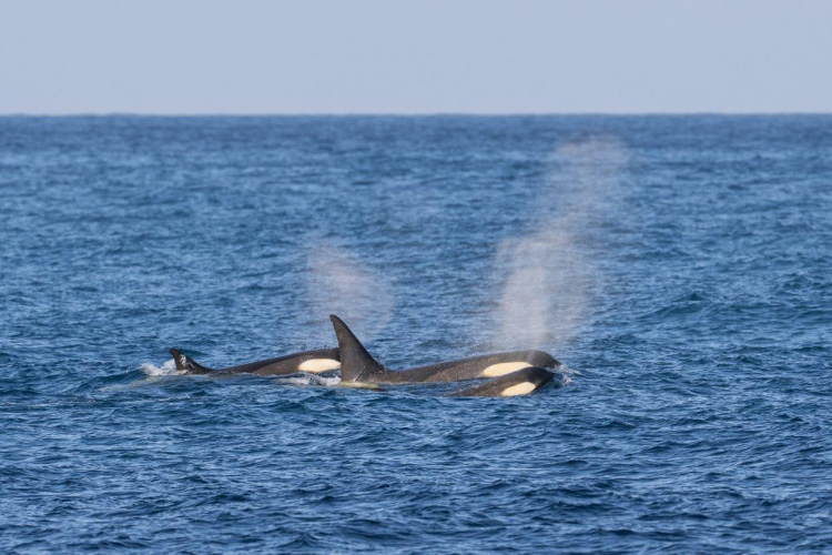 Jordi Wildlife Antarctica