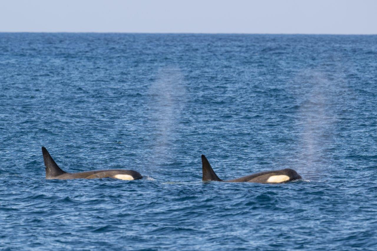 Jordi Wildlife Antarctica