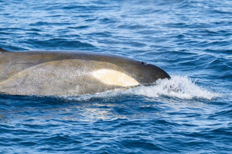 Jordi Wildlife Antarctica