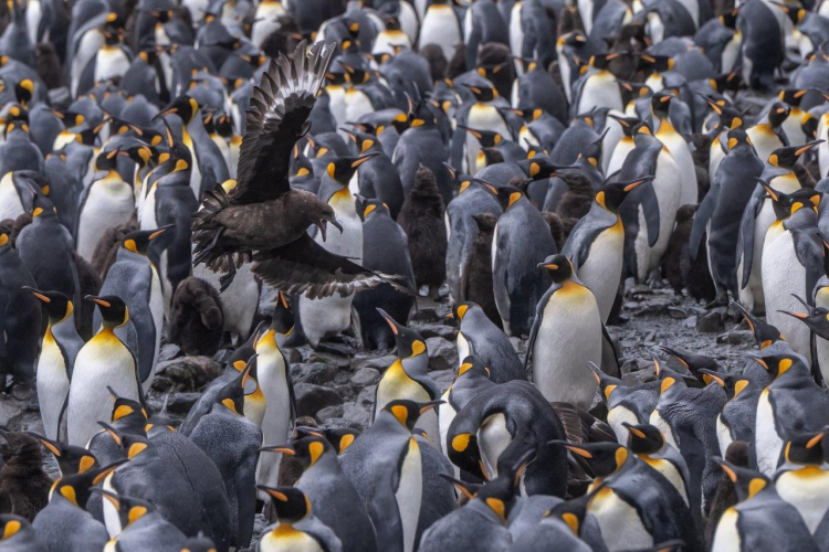 South Georgia Jordi Plana Morales Bark EUROPA