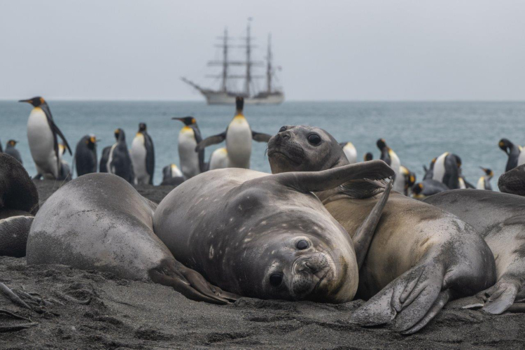 South Georgia Jordi Plana Morales Bark EUROPA