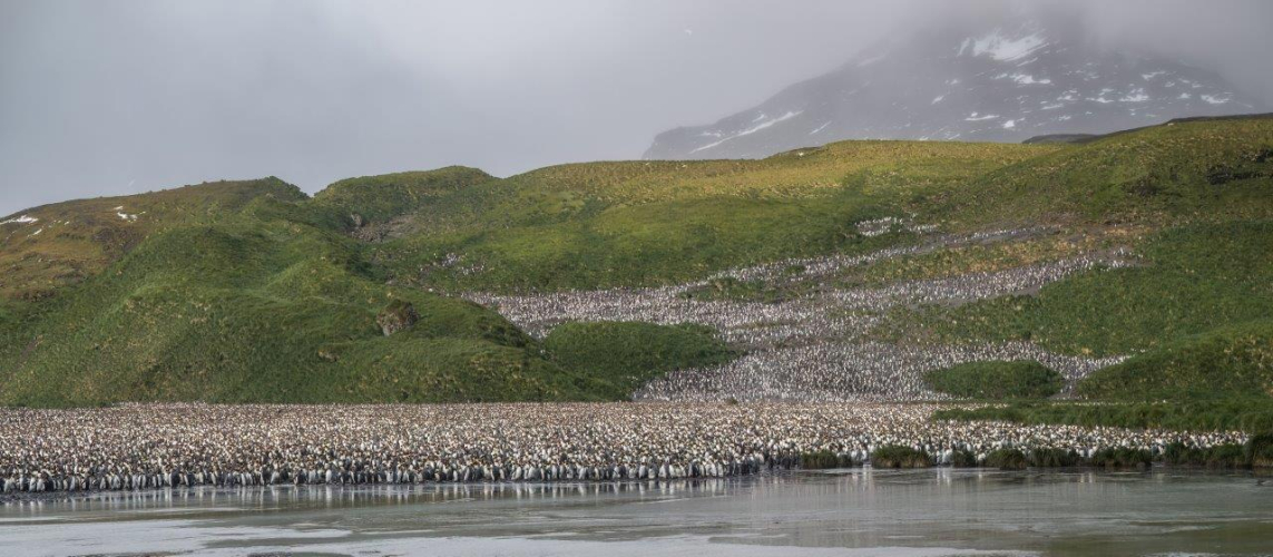 South Georgia Salisbury Plain and Prins Olav Harbour Jordi Plana Morales