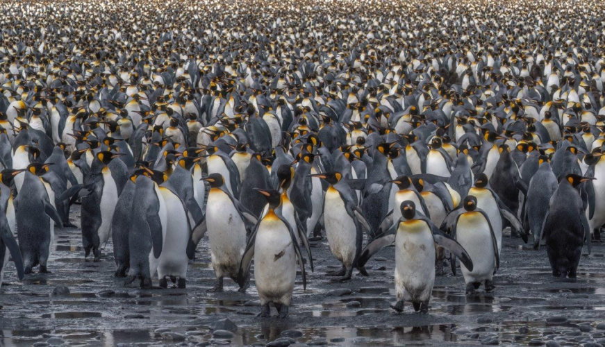 South Georgia Salisbury Plain and Prins Olav Harbour Jordi Plana Morales