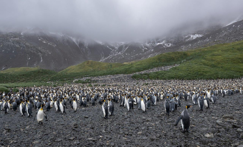 South Georgia Jordi Plana Morales Bark EUROPA