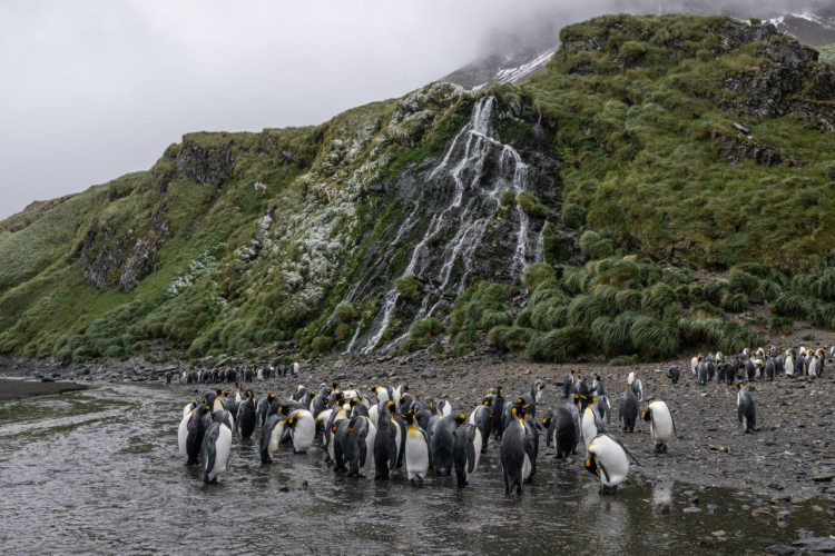 South Georgia Jordi Plana Morales Bark EUROPA