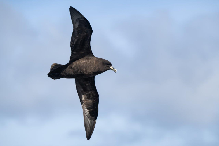 Jordi Plana Morales Southern Ocean