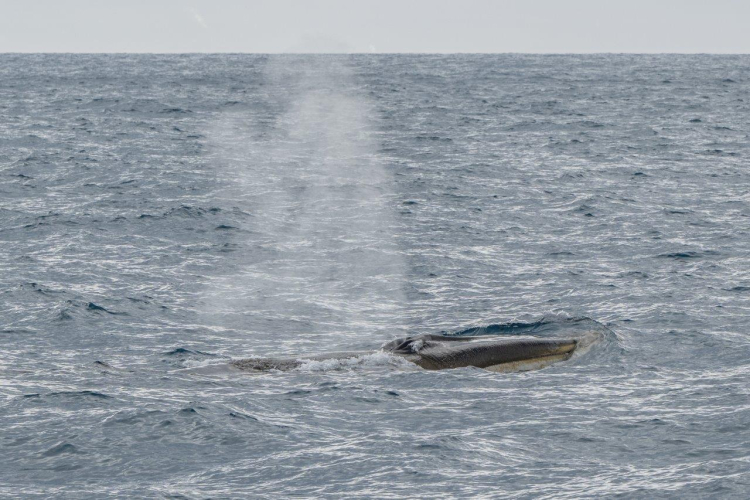 South Shetland Island Jordi Plana Morales Bark EUROPA