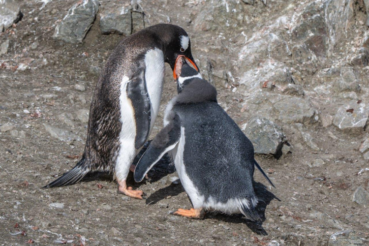 Jordi Wildlife Antarctica