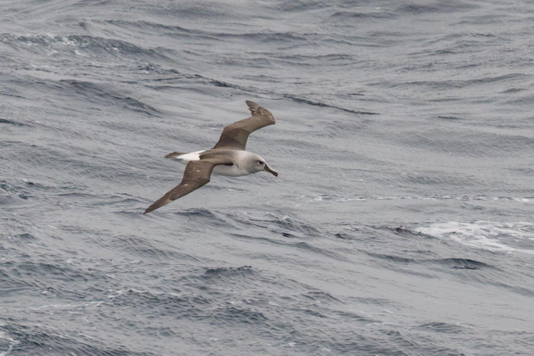 Bird jordi plana morales