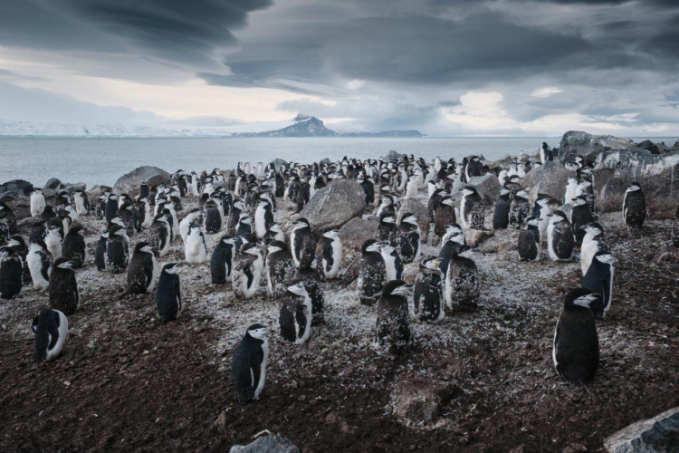 South Shetland Islands by Richard Simko Bark EUROPA