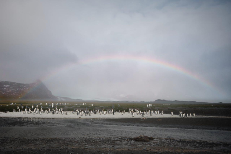 South Georgia Salisbury Plain and Prins Olav Harbour Richard Simko