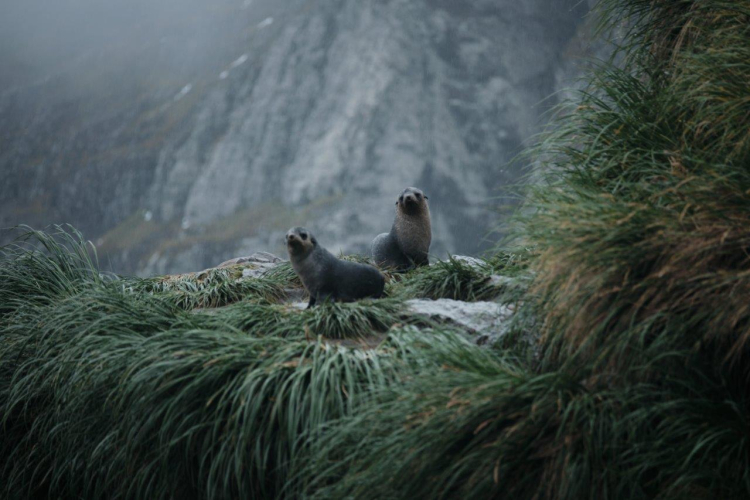 South Georgia Richard Simko Bark EUROPA