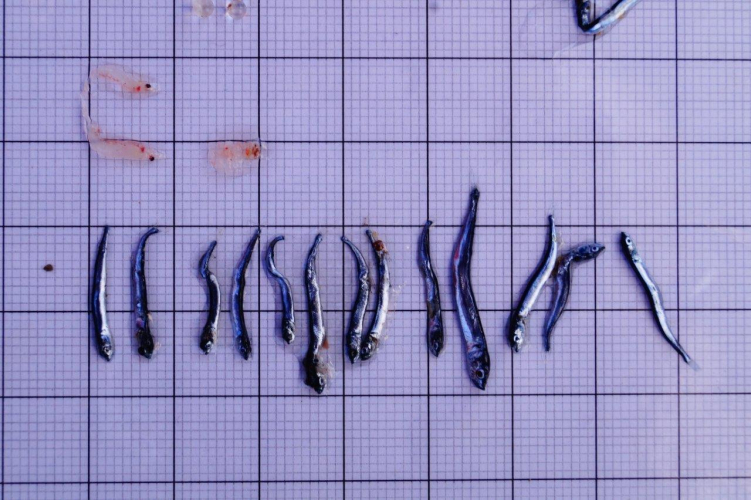 Research and Science on board by Abigail Smyth