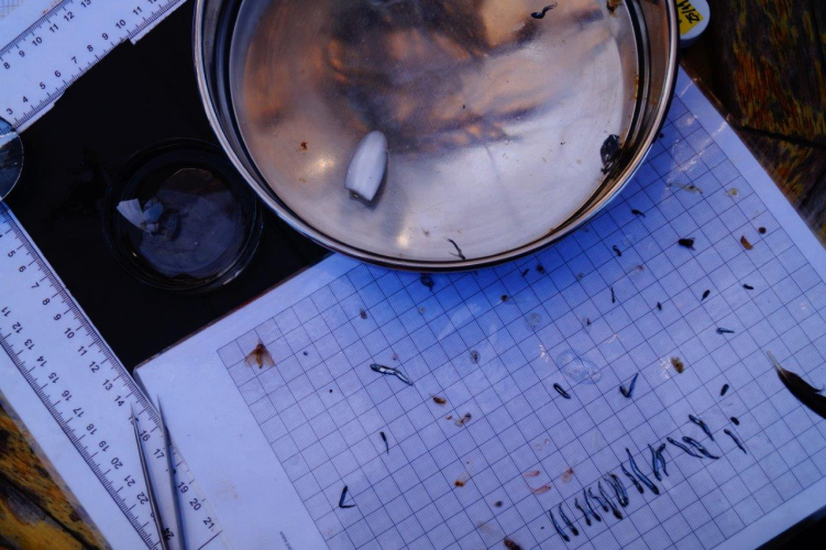 Research and Science on board by Abigail Smyth