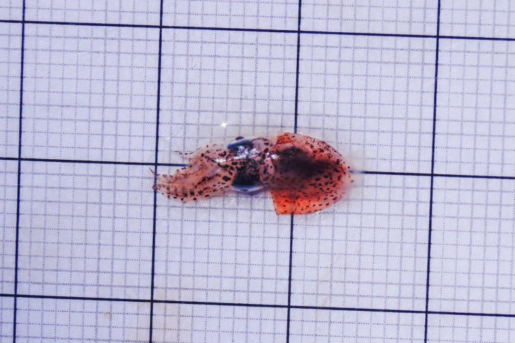 Research and Science on board by Abigail Smyth