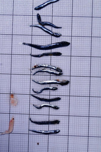 Research and Science on board by Abigail Smyth