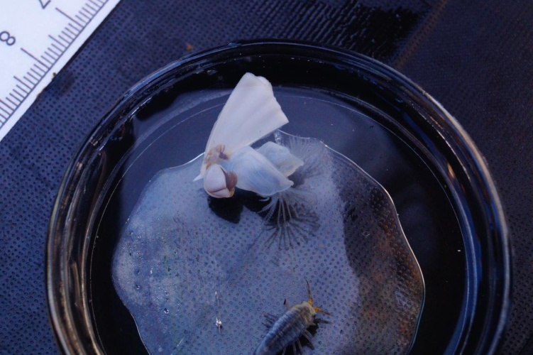 Research and Science on board by Abigail Smyth