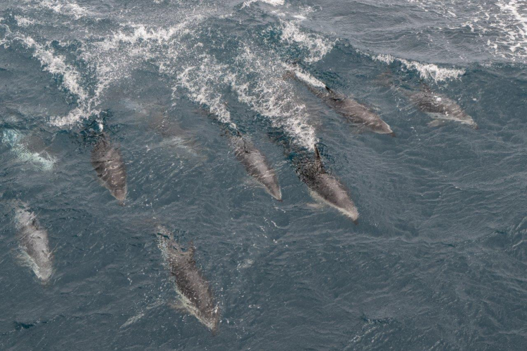 Sailing towards Tristan da Cunha by Jordi Plana Morales
