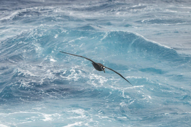 Sailing our way to Tristan da Cunha Jordi Plana Morales