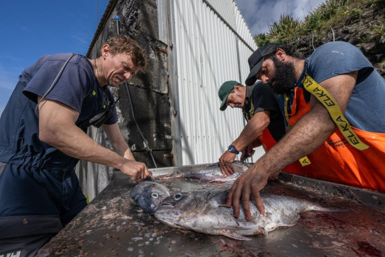 A good day in Tristan da Cunha by Jordi Plana Morales
