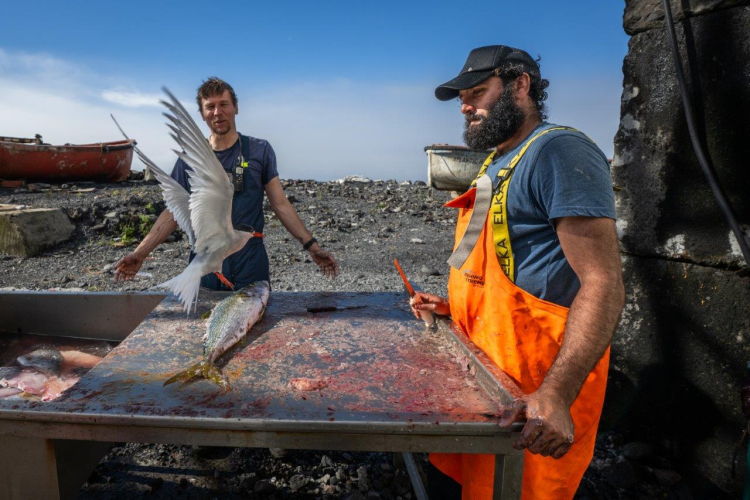 A good day in Tristan da Cunha by Jordi Plana Morales