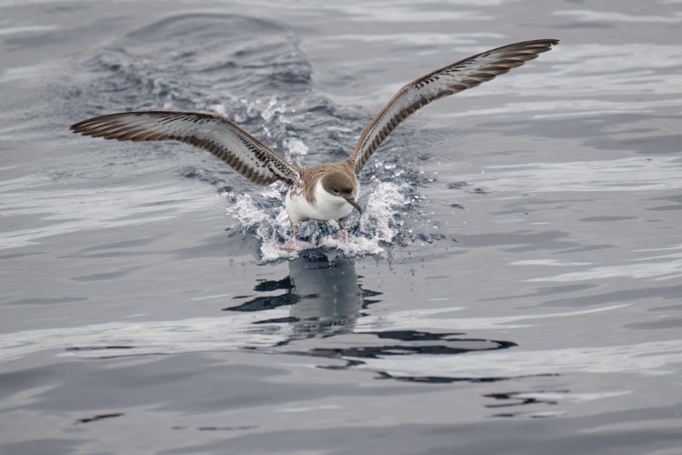 Catching up a fair breeze under full sail over calm seas by Jordi Plana Morales