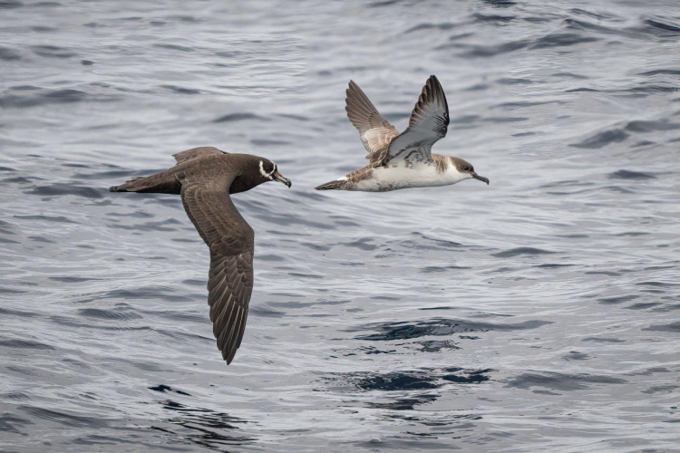Catching up a fair breeze under full sail over calm seas by Jordi Plana Morales
