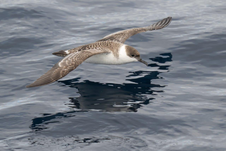 Catching up a fair breeze under full sail over calm seas by Jordi Plana Morales