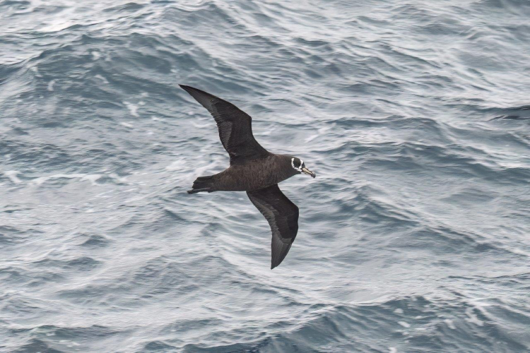 Sailing towards Tristan da Cunha by Jordi Plana Morales