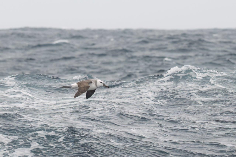 Sailing towards Tristan da Cunha by Jordi Plana Morales