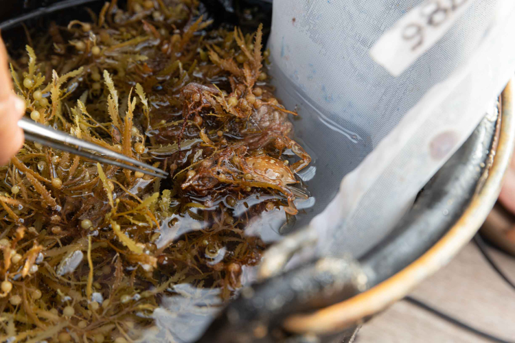 Sargassum by Marretje