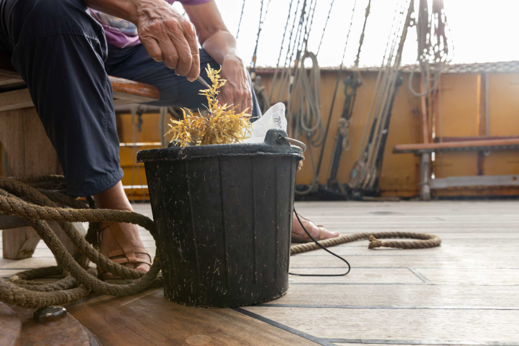 Sargassum by Marretje