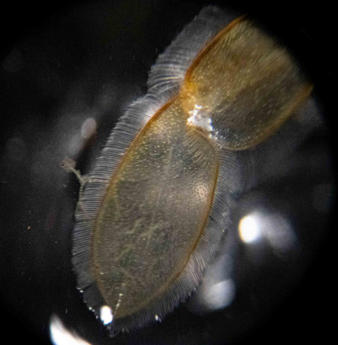 Sargassum by Marretje