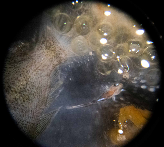 Sargassum by Marretje