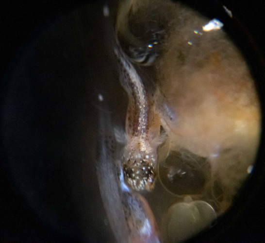 Sargassum by Marretje