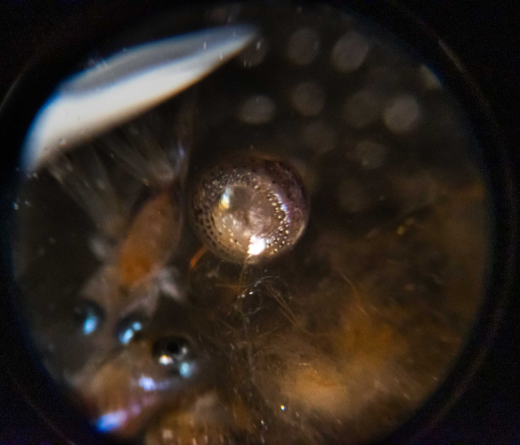 Sargassum by Marretje