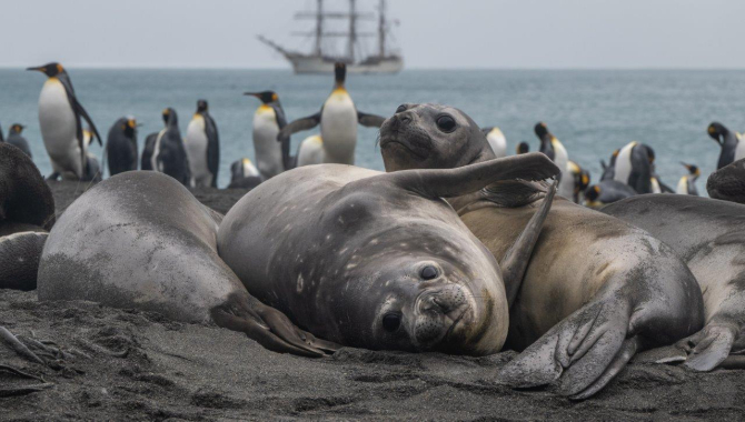 South Georgia Jordi Plana Morales Bark EUROPA