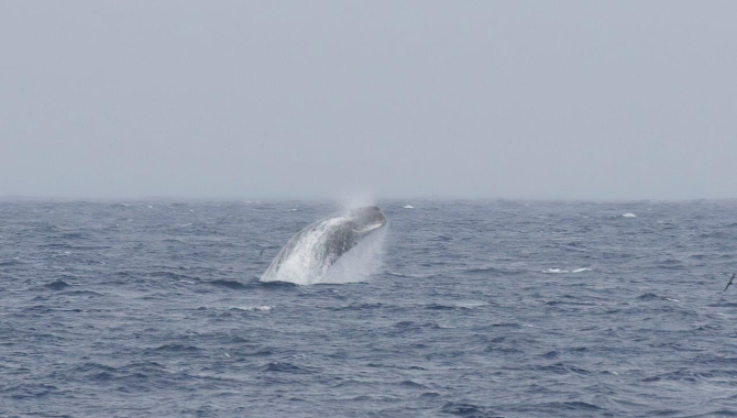 Spermwhale by Dan Baxter 