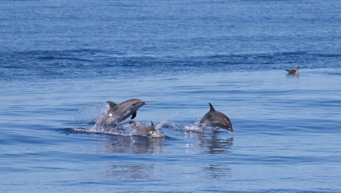 Dan Dolphins Azores abigail smyth