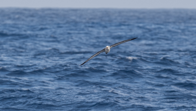 Seabirds gliding on the wind.jpg